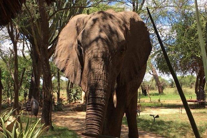 3 Days Ruaha National Park Fly From Zanzibar - Cancellation Policy Details