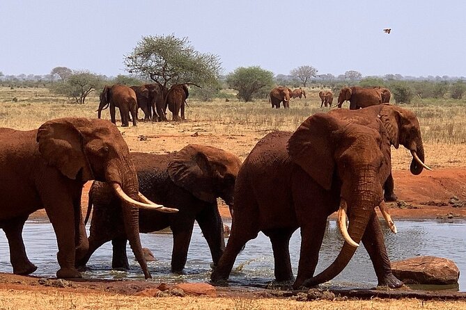 3 DAYS SALTLICK and NGUTUNI SAFARI (Minimum 2 Pax) - Cancellation Policy