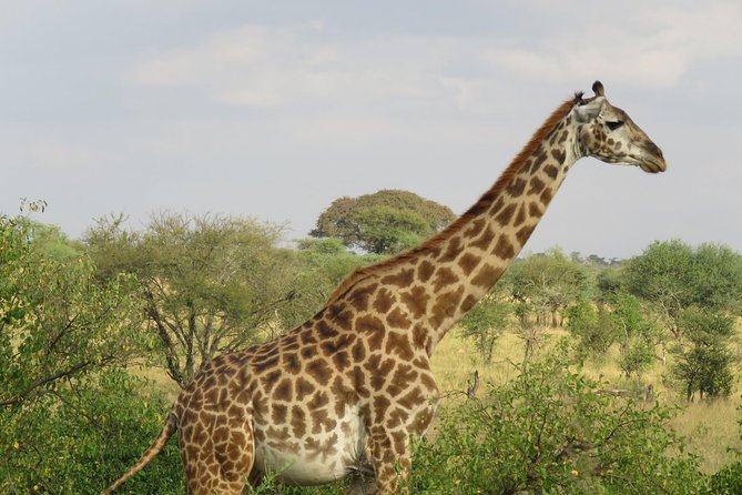 3 Days Tanzania Classic Adventure - Wildlife Experience