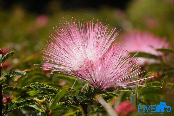 3 Days Tour to Sigiriya, Kandy and Nuwara Eliya From Colombo or Negombo - Day 3: Nuwara Eliya Highlights