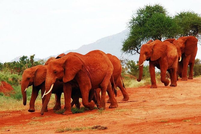 3 Days Tsavo East National Park and Taita Hills Sanctuary on Jeep - Booking Information and Requirements