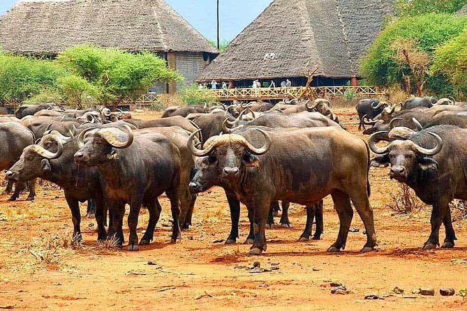 3 Days Tsavo East & Ngutuni Safari ( Minimum 2 Persons) - Pricing and Inclusions