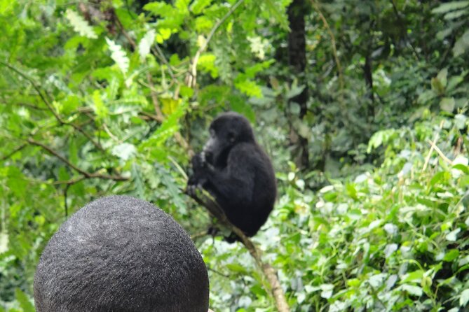 3 Days Uganda Gorilla Safari Tour - Pricing and Booking