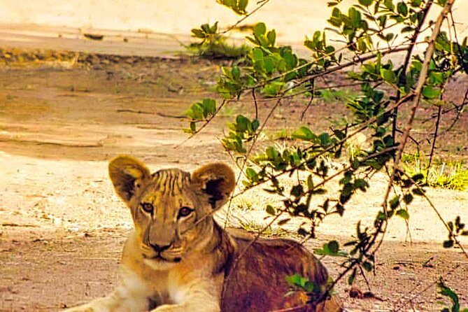 3-Hour Zambezi National Park Safari in 4x4 Jeep - Refreshments and Cancellation Policy