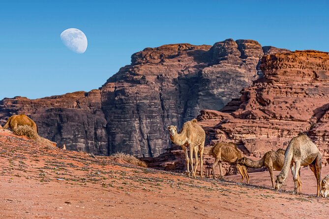 3-Night Private Jordan Lawrence of Arabia : Petra, Wadi Rum, From Aqaba / Araba - Price and Cancellation Policy