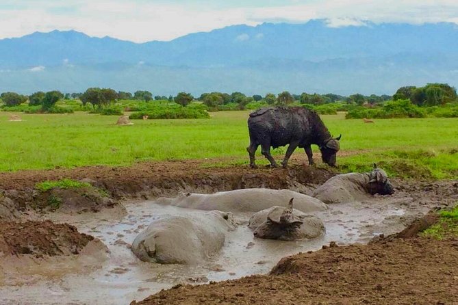 4 Day, Amazing Wildlife and Crater Lake Hiking - Accommodation Details