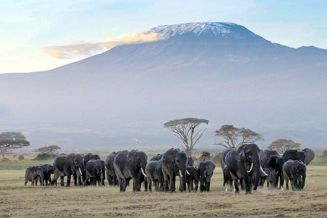 4-Day Amboseli National Park Safari on 4x4 Landcruiser Jeep - Availability and Reservation Process