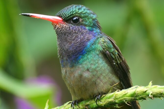 4-Day Birding in Murchison Falls National Park - The Sum Up