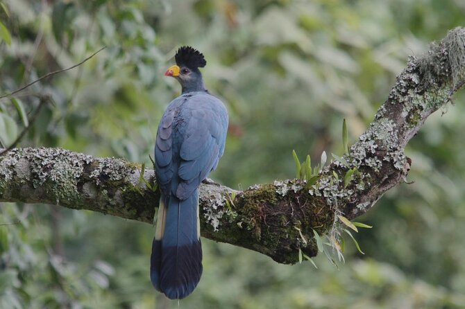 4-Day Bwindi Impenetrable National Park Private Safari Tour - What To Expect