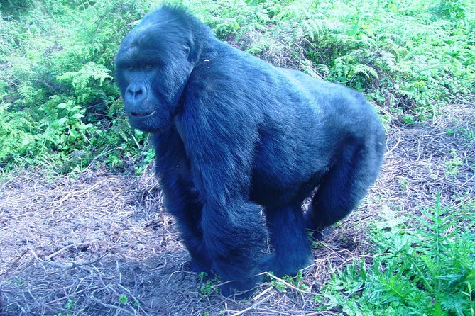 4 Day Chimpanzee Trek Wildlife and Gorilla Trekking at Bwindi Uganda - Important Information