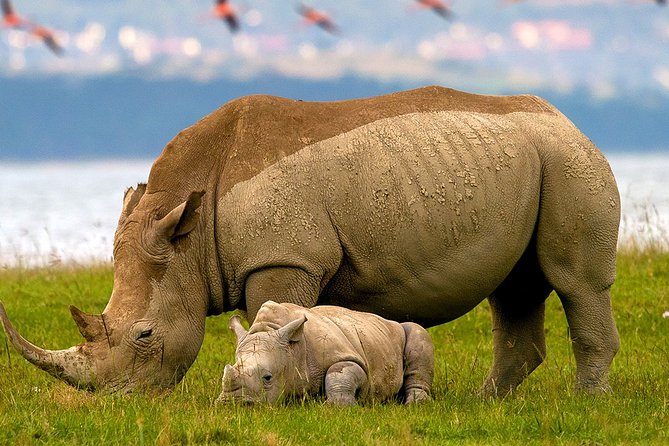 4-Day Discover Maasai Mara and Lake Nakuru Safari on 4x4 Jeep - Pickup and Transportation