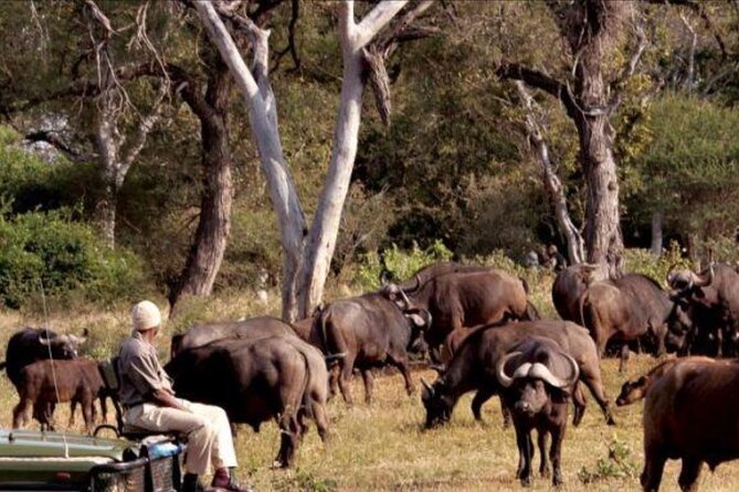 4 Day Kruger National Park Safari From Johannesburg & Pretoria - Pickup and Transportation