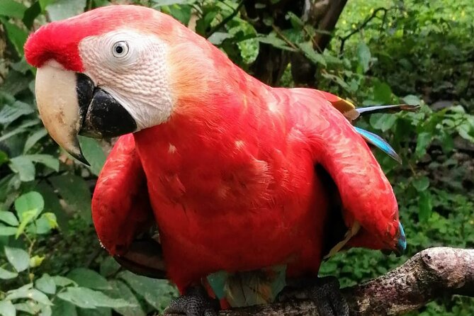 4-Day Manu Jungle Tour With Adventure and Adrenaline - Traveler Testimonials and Experiences