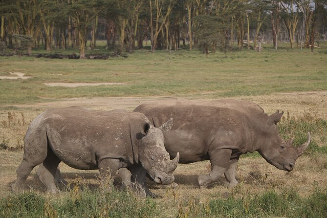 4 Day Safari in Maasai Mara and Lake Nakuru National Park - Weather Conditions and Refunds