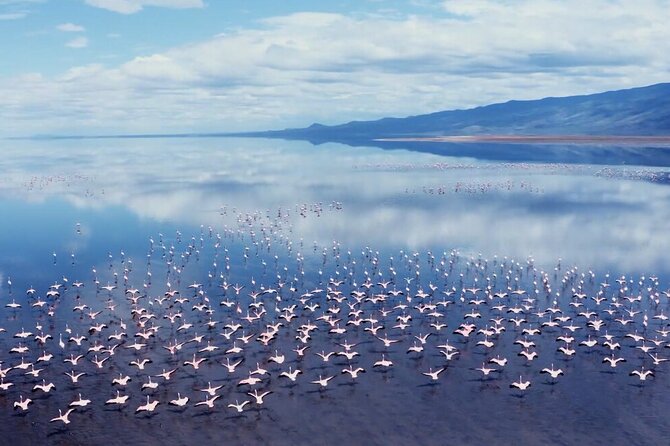 4 Day Safari Northern Circuit in Lake Natron From Zanzibar - Safety and Health Guidelines