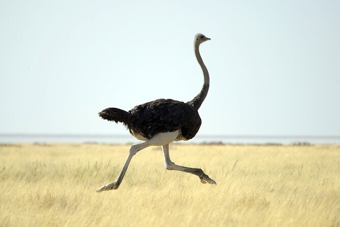 4-Day Serengeti, Ngorongoro & Tarangire Private Camping Tour - Tour Inclusions