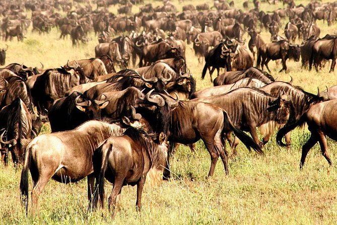 4 Day Wildebeest Migration Budget Camping Safaris - Additional Information