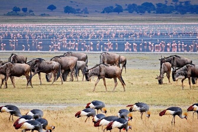 4 Days 3 Night Luxury Safari to Tarangire,Ngorongoro,Lake Manyara - Booking and Pricing