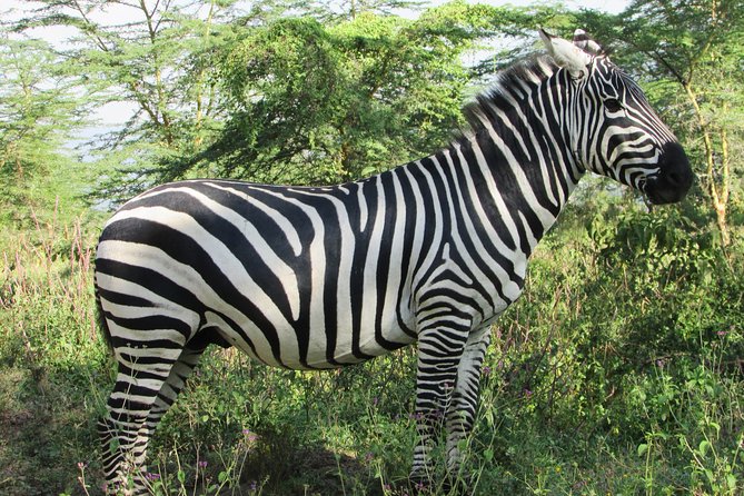 4 Days, 3 Nights Safari – Lake Nakuru and Maasai Mara Safari - Additional Considerations