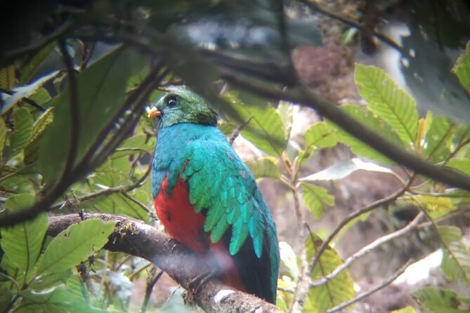 4 Days and 3 Nights Tour in Manu National Park - Wildlife and Nature Highlights