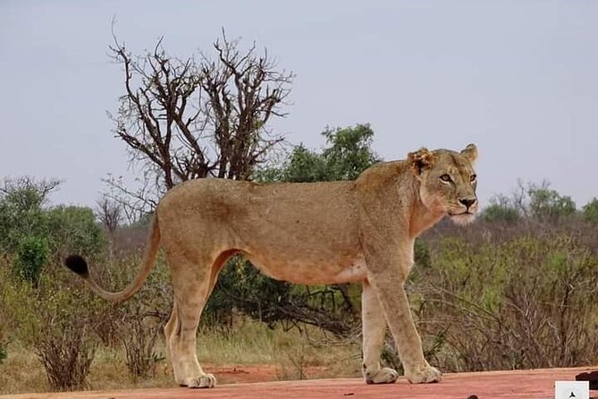 4 Days Best of Kenya Safaris From Watamu - Safari Transportation Details