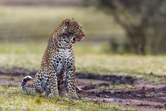 4 Days Budget Mid Range Safari Tour Tanzania - Inclusions and Exclusions