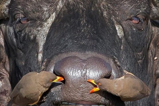 4 Days Join Group Tarangire Serengeti and Ngorongoro - Cancellation Policy