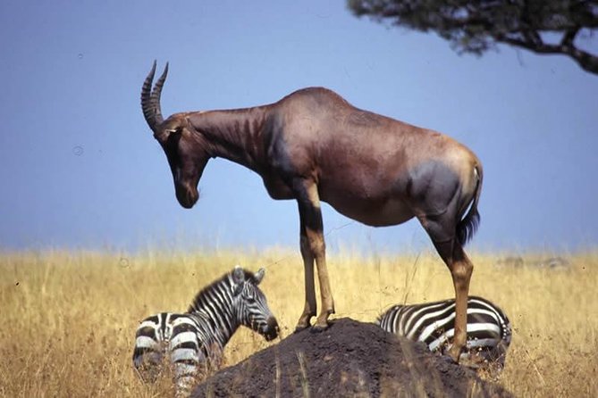 4 Days Kenya Great Safari To Great Maasai Mara Game Reserve - Group Size Variations
