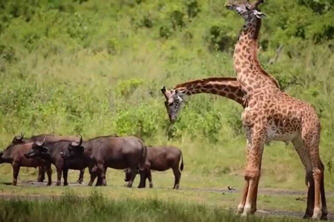 4 Days Masai Mara 4x4 Jeep Lodge Safari - Booking Confirmation and Price Details