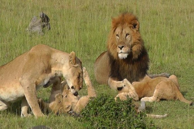 4 Days Masai Mara & Lake Nakuru Group Joining Safari - Frequently Asked Questions