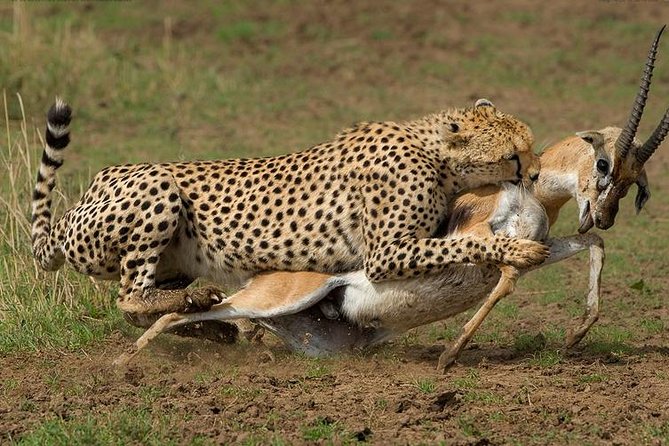 4 Days Masai Mara Lodge Safari on 4x4 Land Cruiser Jeep - Cancellation Policy