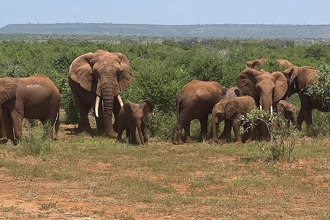 4 Days Safari Amboseli, Tsavo West and Tsavo East - Accessibility and Special Needs