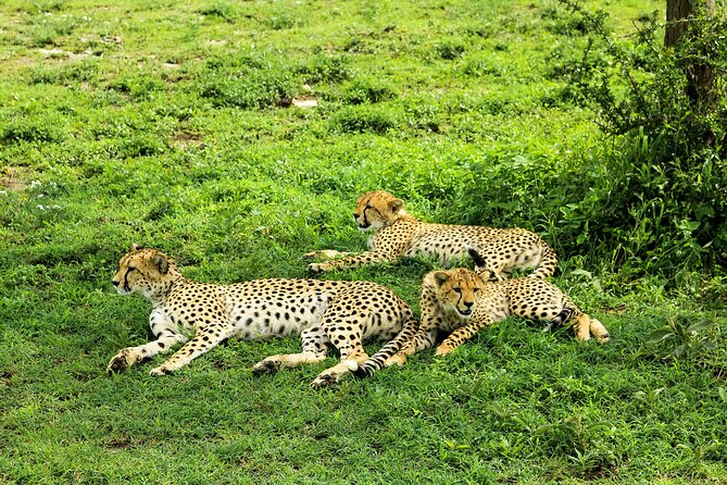 4 Days Safari With Waterfalls and Hot Spring - Optional Maasai Visit Information