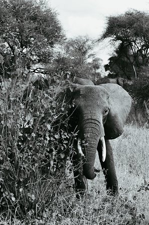 4 Days Tanzania Lodge Safaris - What to Expect on Safari