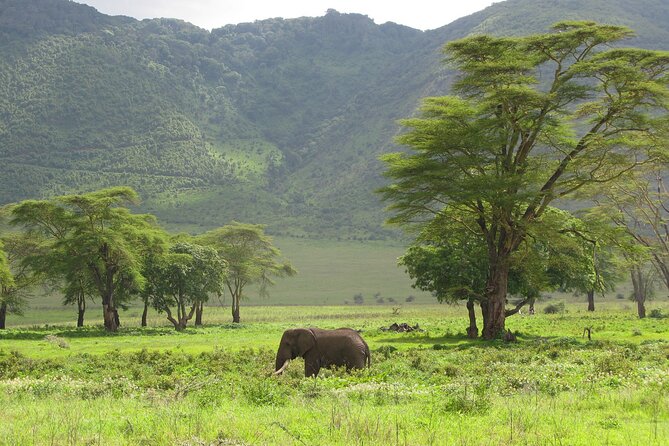 4 Days Tanzania Wildlife, Materuni Waterfalls and Chemka Hot-Spring &Coffee Tour - Cancellation Policy