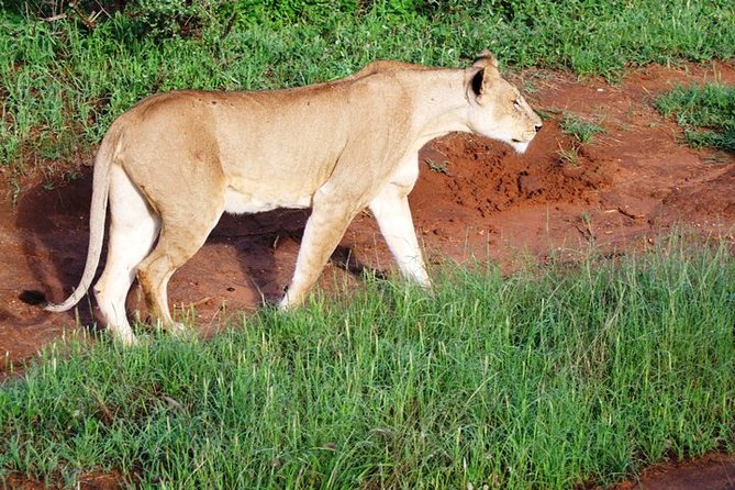4-Days Tsavo East Tsavo West Amboseli Parks Safari From Nairobi - Meeting and Pickup Details