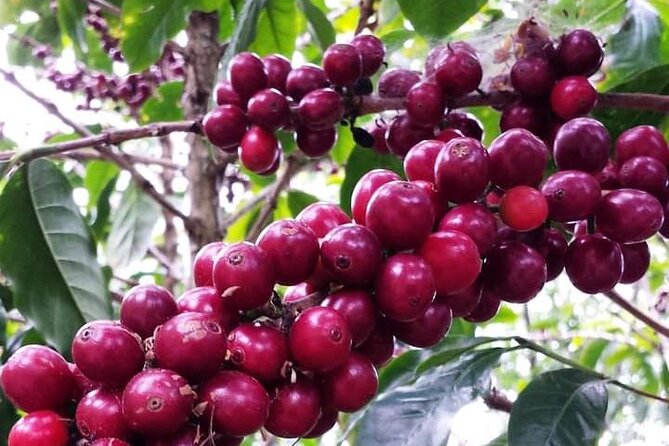 4-Hour Private Coffee Farm Tour In Nairobi - Frequently Asked Questions