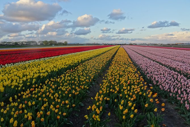 4 Hours Private Tour of the Flourishing Flowerfields by Car or Minivan - Pricing, Booking, and Additional Details