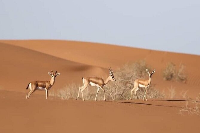 4*4 Jeep Safari & Souss Massa National Park Including Lunch - Booking Confirmation