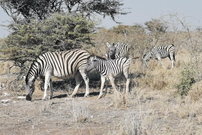 5 Day Etosha National Park Private Guided Safari Tour - Tour Operator Information