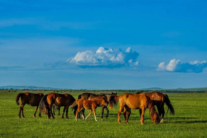 5-Day Hulunbuir Private Tour Combo Package of Grassland and Wetland With Hotel - Pickup Instructions