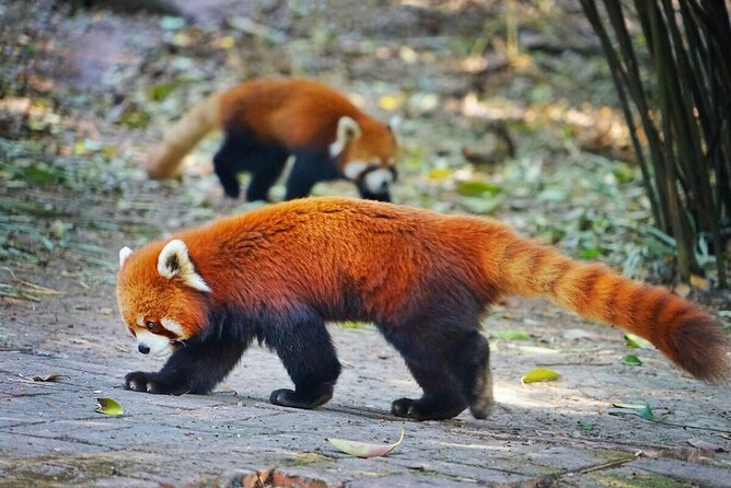 5 Day Natural Panda Paradise Tour in Chengdu - Booking and Confirmation
