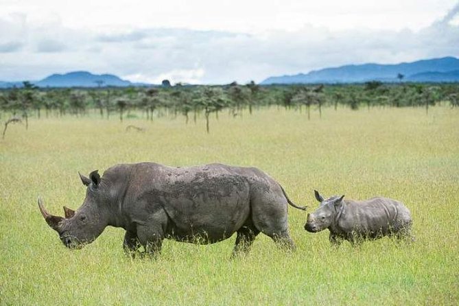 5-Day Ol Pejeta-Lake Nakuru-Masai Mara Private Safari - Day 4: Full Day in Masai Mara