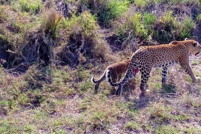 5-Day Private Classic Safari Tour of Ngorongoro and Serengeti - Ground Transport