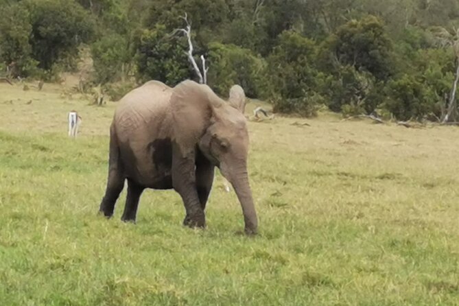 5 Days Amboseli, Lake Nakuru and Masai Mara Safari - Booking Information