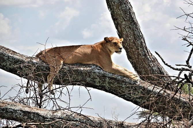 5 Days Camping Budget Safari to Manyara Serengeti and Ngorongoro National Parks - Frequently Asked Questions