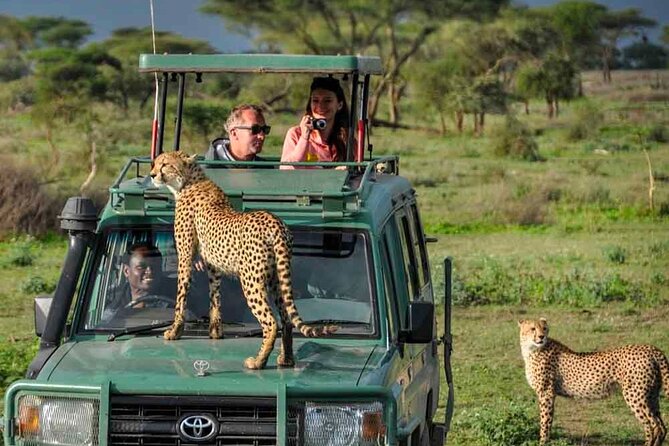 5 Days Christmas Holiday Gorilla, Chimpanzee and Game Safari - Accommodation and Meals