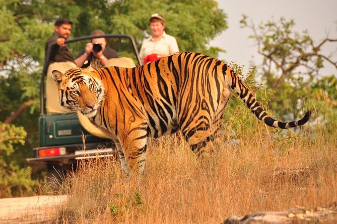 5 Days Golden Triangle With Ranthambore(Tigers and Taj Mahal Sunrise) - Safari Experience