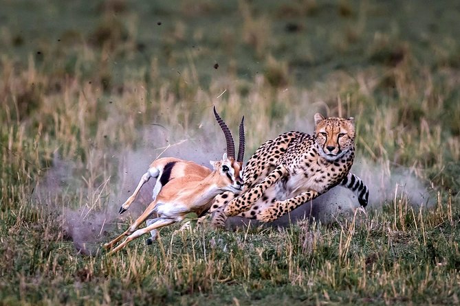 5-Days Mount Kenya, Lake Nakuru & Masai Mara Wildlife Safari - Professional Guide Services