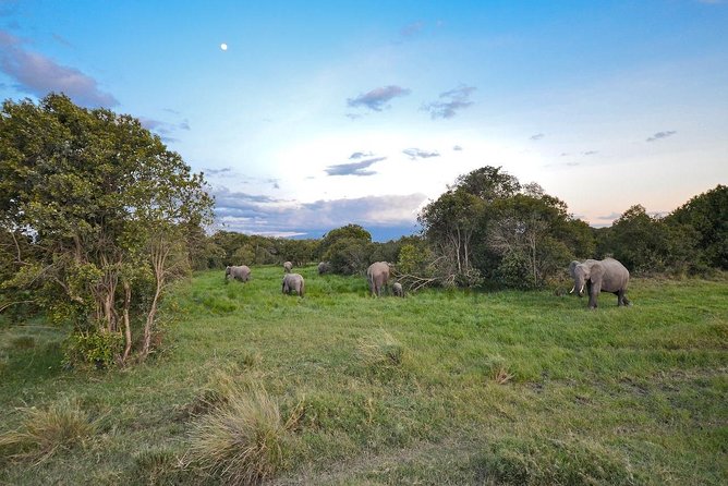 5 Days Ol Pejeta, Lake Naivasha & Masai Mara Private Safari - Cultural Immersion
